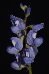 Lupinus subcarnosus