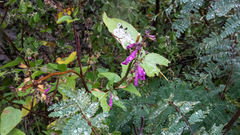 Salvia peninsularis