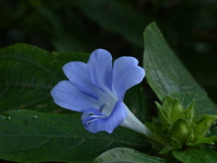 Barleria terminalis