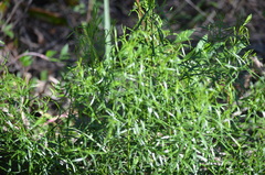 Baccharis angustifolia