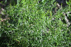 Baccharis angustifolia