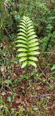 Zamia prasina