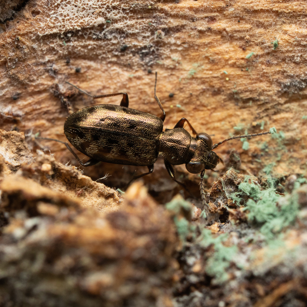 Asaphidion semilucidum