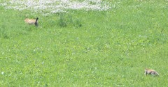 Marmota sibirica