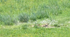 Marmota sibirica