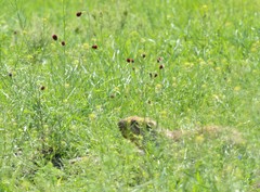 Marmota sibirica