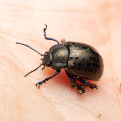 Chrysolina exanthematica
