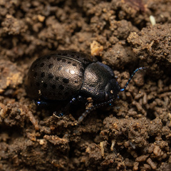 Chrysolina exanthematica