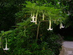 Brugmansia arborea