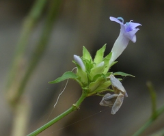 Barleria terminalis