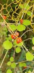 Coprosma rotundifolia