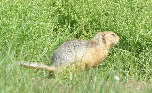 Long-tailed Ground Squirrel