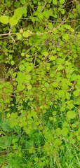 Coprosma rotundifolia