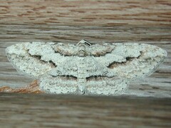 Iridopsis pergracilis