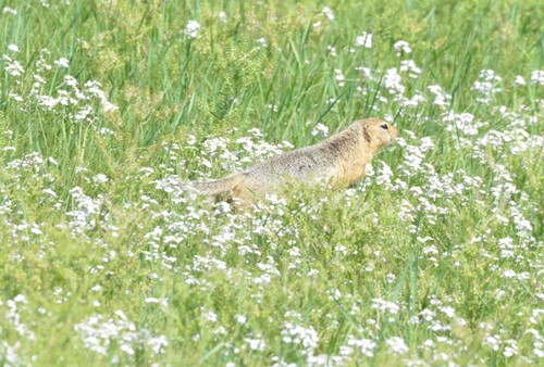 Long-tailed Ground Squirrel