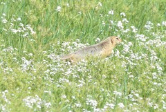 Long-Tailed Ground Squirrel photo 3