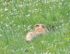 Marmota sibirica