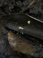 Cryptomarasmius corbariensis