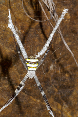 Argiope aetherea