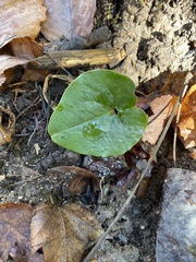 Asarum canadense