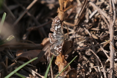 Burnsius orcynoides