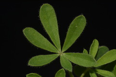 Lupinus subcarnosus