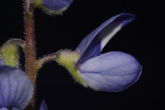 Lupinus subcarnosus
