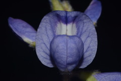 Lupinus subcarnosus