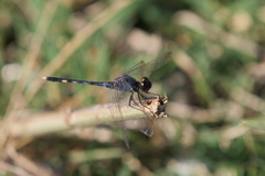 Erythrodiplax nigricans