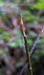 Oemleria cerasiformis
