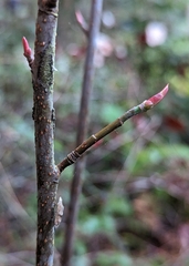 Oemleria cerasiformis