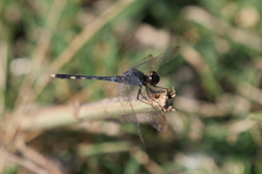 Erythrodiplax nigricans