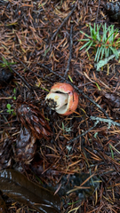 Gomphidius subroseus