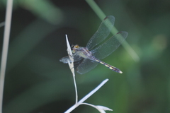 Erythrodiplax nigricans