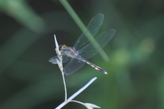 Erythrodiplax nigricans