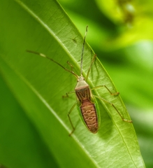 Coreidae