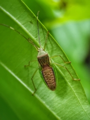 Coreidae