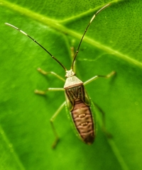Coreidae