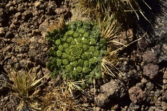 Gamocarpha scapigera