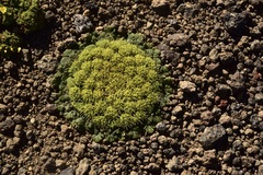 Gamocarpha scapigera