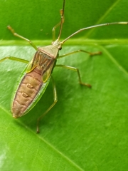 Coreidae