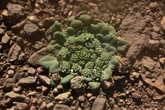 Gamocarpha scapigera