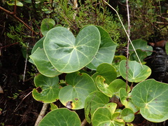 Hedera azorica