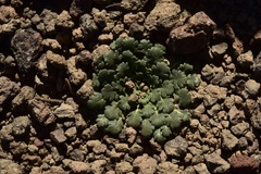 Gamocarpha scapigera