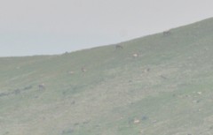 Cervus canadensis sibiricus