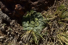 Gamocarpha scapigera