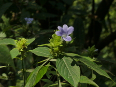 Barleria terminalis