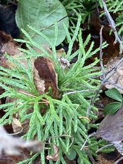 Diphasiastrum complanatum