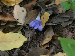 Barleria terminalis