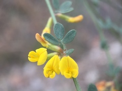 Acmispon watsonii